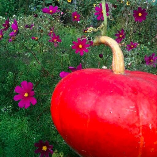 Author and pamphleteer, writes about food, plants, gardens and nature (wild and cultivated).
Instagram: @jojotulloh