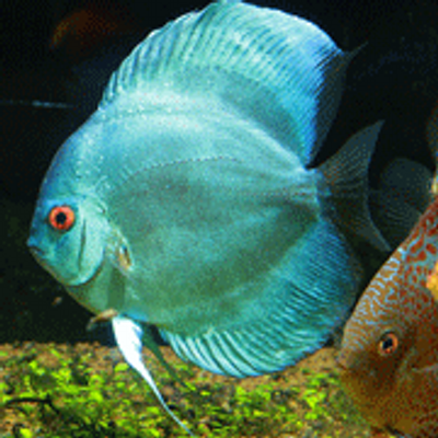 discus madness discus madness