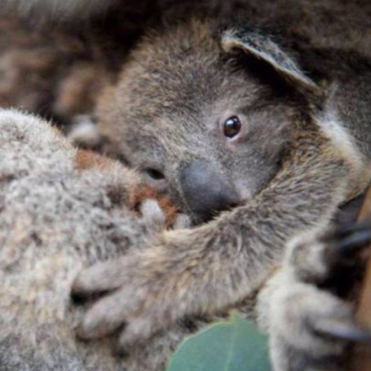 Jirrahlinga Koala & Wildlife Sanctuary cares for injured wildlife and is home to Aussie animals including koalas, kangaroos & wombats. Non-profit organisation.