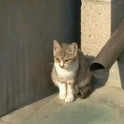 Acero ﾄﾞs撲滅委員会会長 15 1118 Twitter