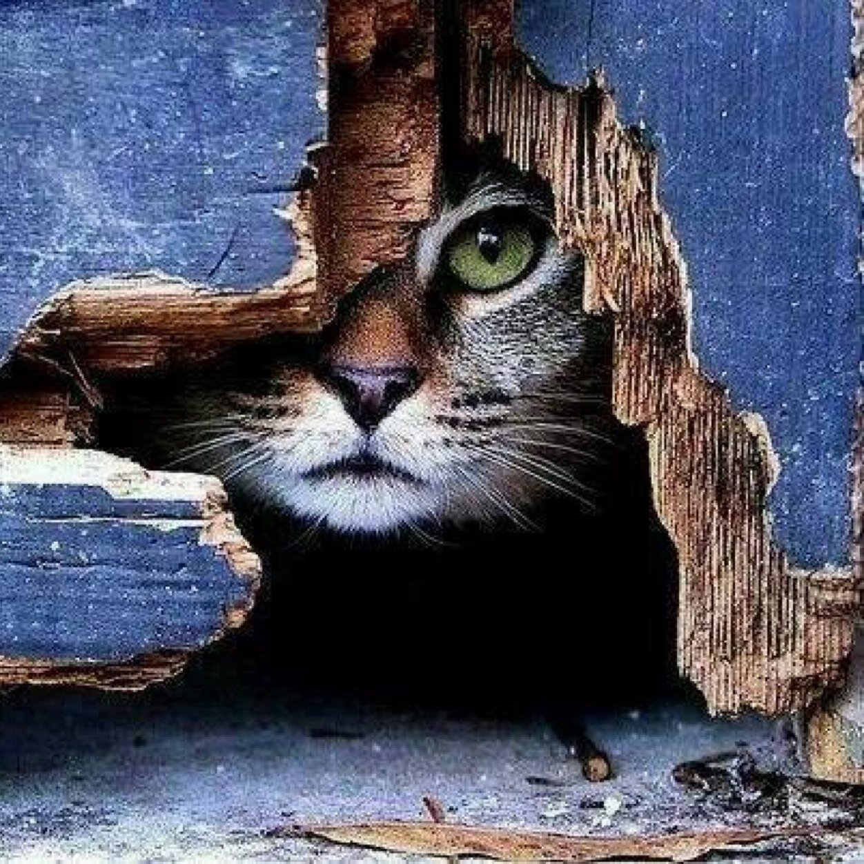 lomejordel73's profile picture. 