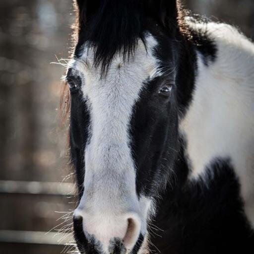 Rescuing horses and donkeys at risk since 2007.
