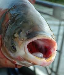 Asian Carp Are destroying our country!!! please take action and help get rid of all the asian carp
By:Johnny, Jack and Kyle