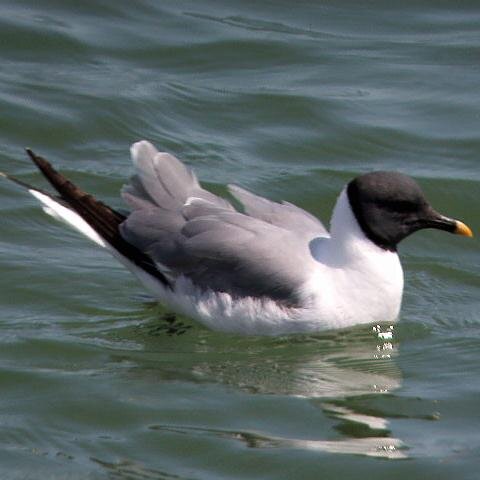 Birding and Nature generally,mainly in Norfolk,especially Wensum Valley.Organising volunteer Bird Surveys for the 
BTO in N.E.Norfolk.Real Ale.And much more..