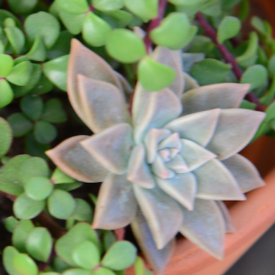 aliceschmidt's profile picture. 