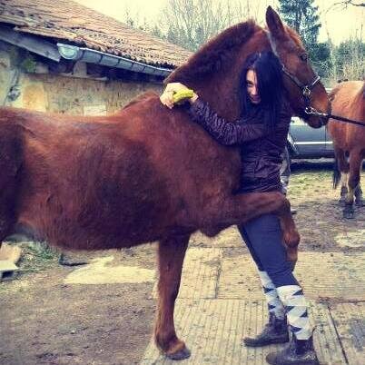 Bientôt l'arrrivé de la ponette :) #Présser