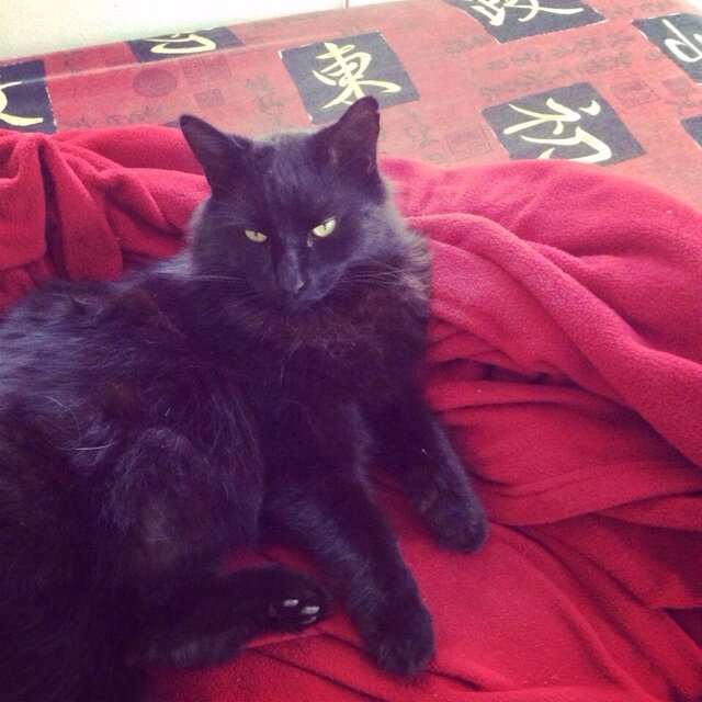 Hi I'm taz and I lie in the sun all day. That's pretty... pretty much it. So yeah follow me