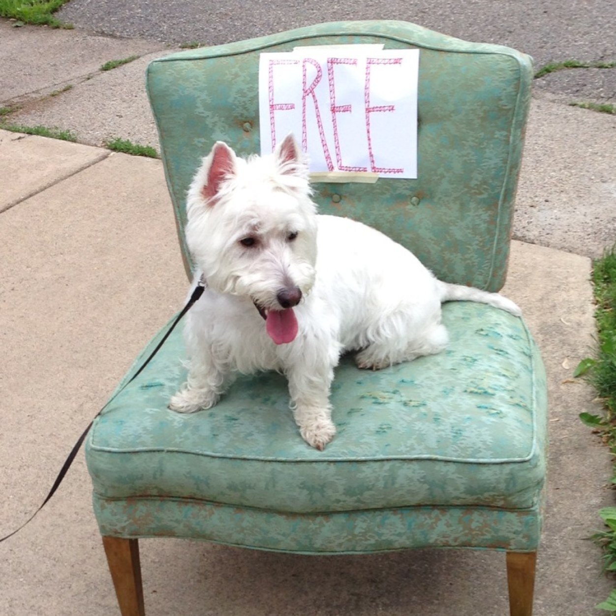 Mr_iGeorge's profile picture. Barkin', Tweetin', Livin'