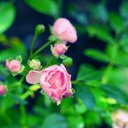 いつ (@0121itsuko0121) Twitter