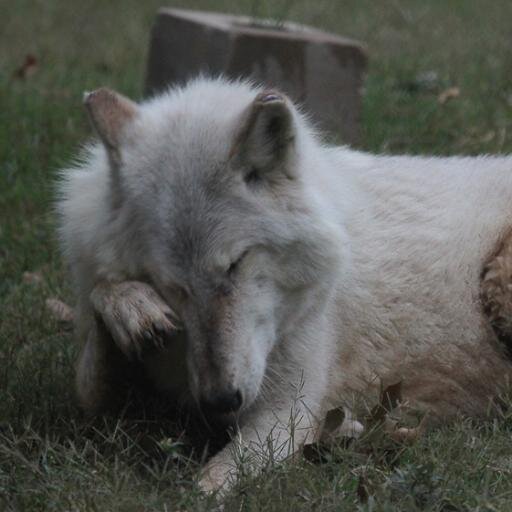 A hungry wolf at all the herd will run, In hopes, through many, to make sure of one.  --  William Congreve