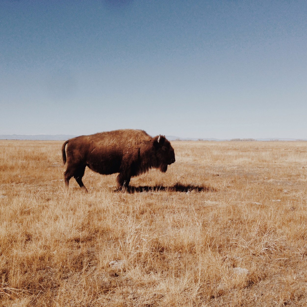 a whole animal butcher shop in LoHi serving up pasture-raised meats all withon 150 miles of Denver. Find steaks, sausages, & more.