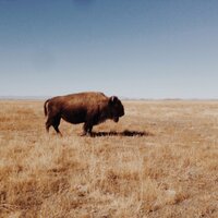 Western Daughters  (@westernbutchers) 's Twitter Profile