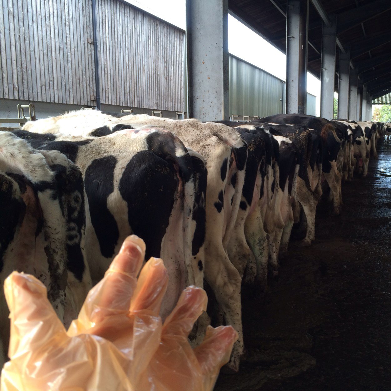Director and Farm animal vet - Hook Norton Veterinary Group