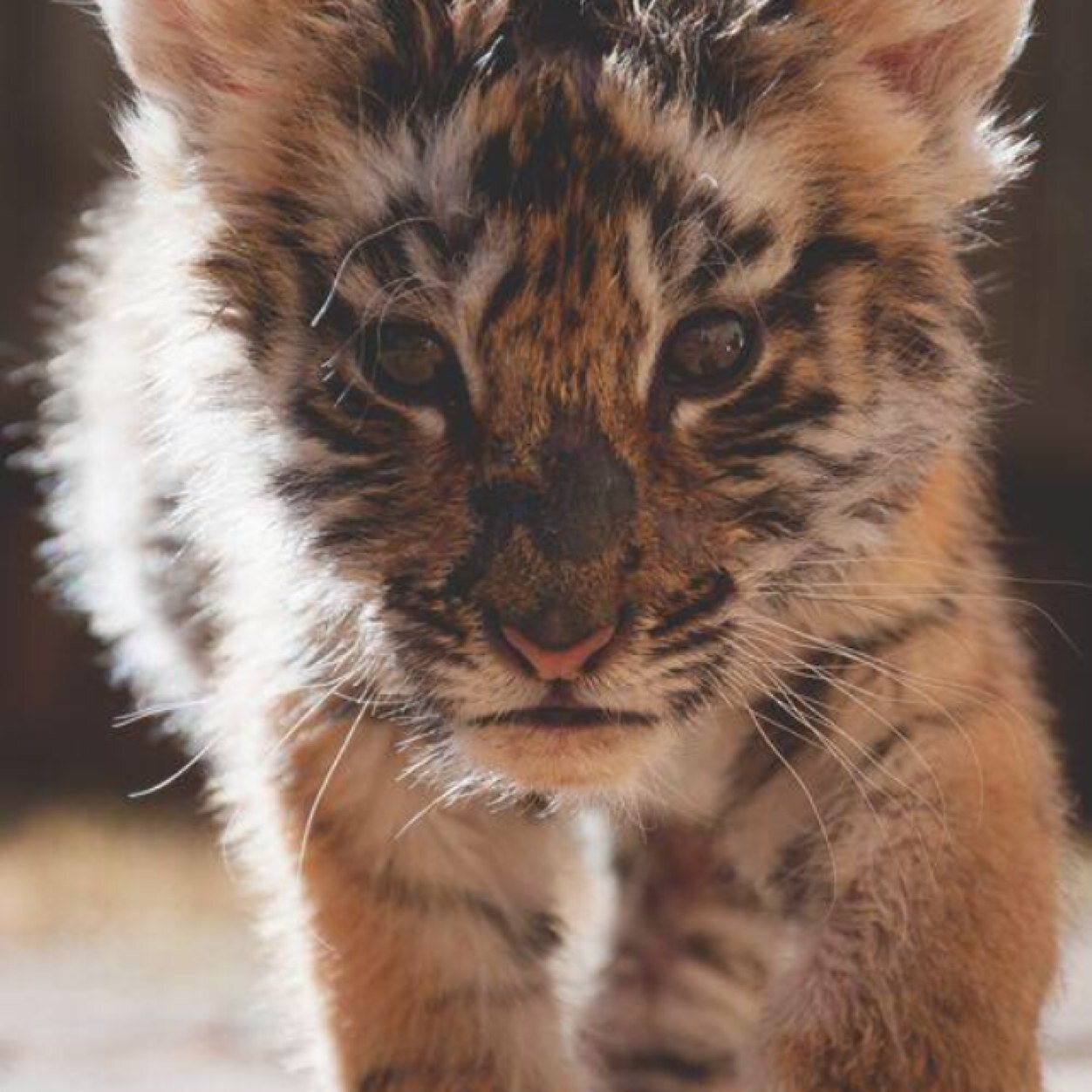 clopo1231's profile picture. 