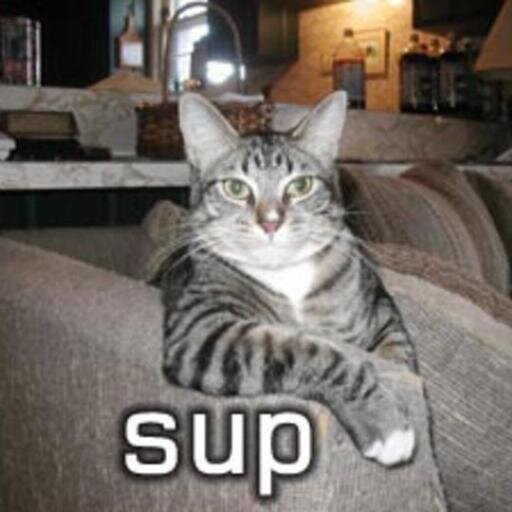 Tweeting funny things about cats .Here we post the funniest cat and kitten videos and pictures....