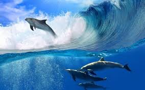dolphinhunts's profile picture. Save Our Friends!!