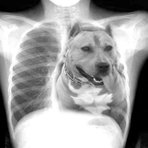 amo a mis perros xq me alegran mi vida....