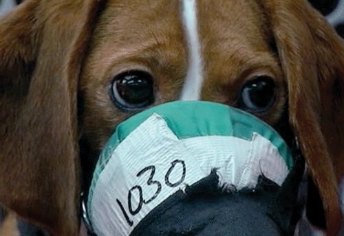 I'm a puppy beagle born Mothers day 2014 for laboratory experiments in Huntingdon Life Sciences UK. I am one of 6 puppies. 2 legs named me 1030.This is my story