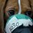 LabBeagle1030's profile image