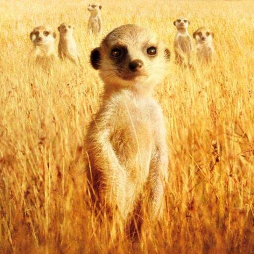 GOLDEN__MEERKAT's profile picture. 