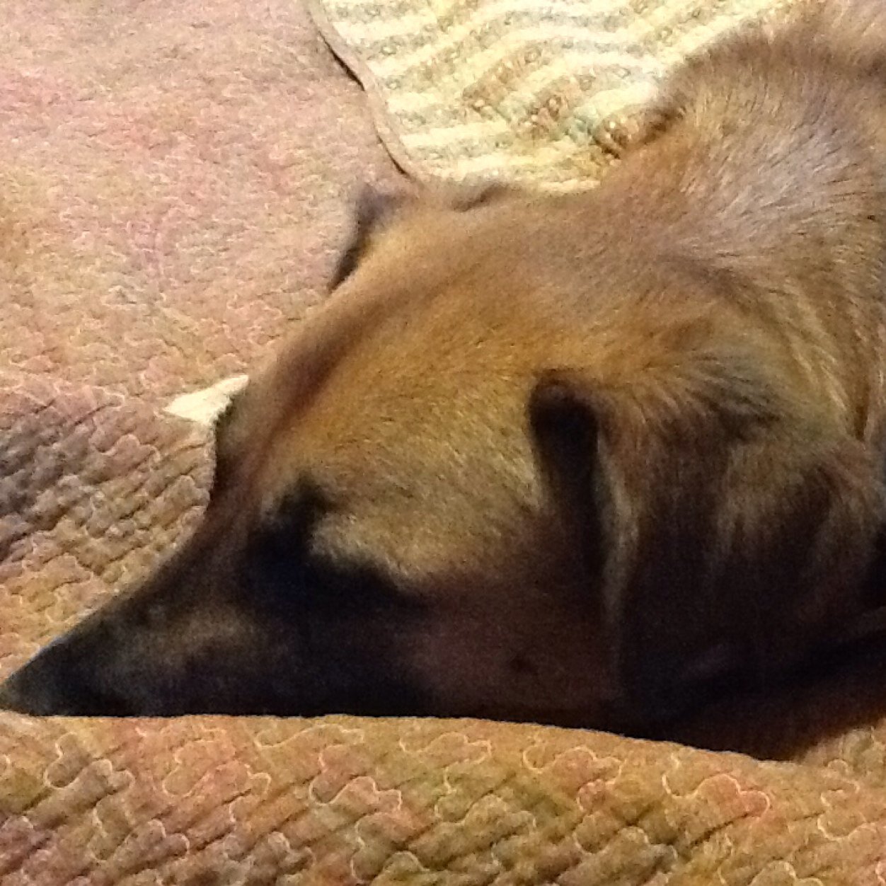 roconnor_lms's profile picture. 