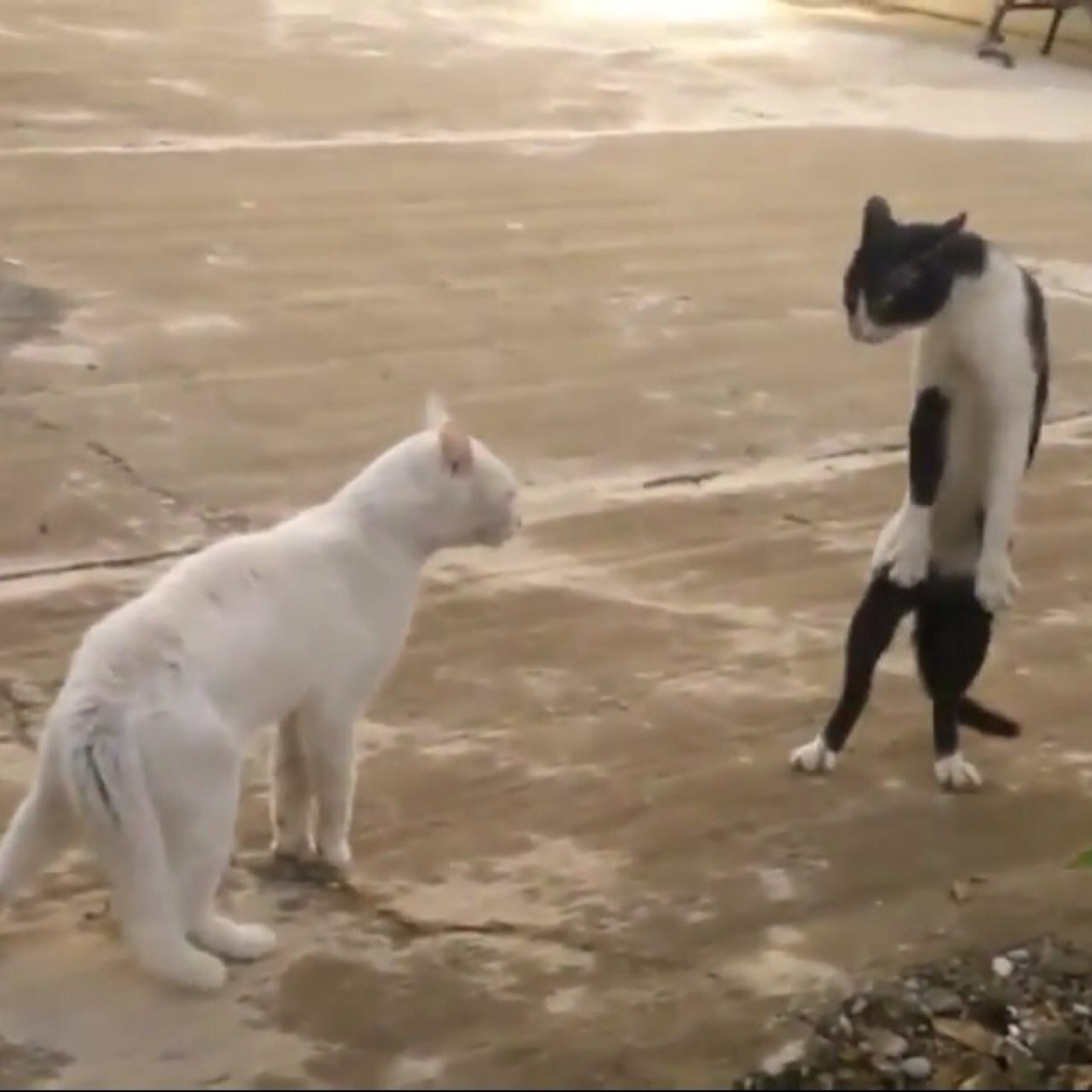 wangmunncher's profile picture. 