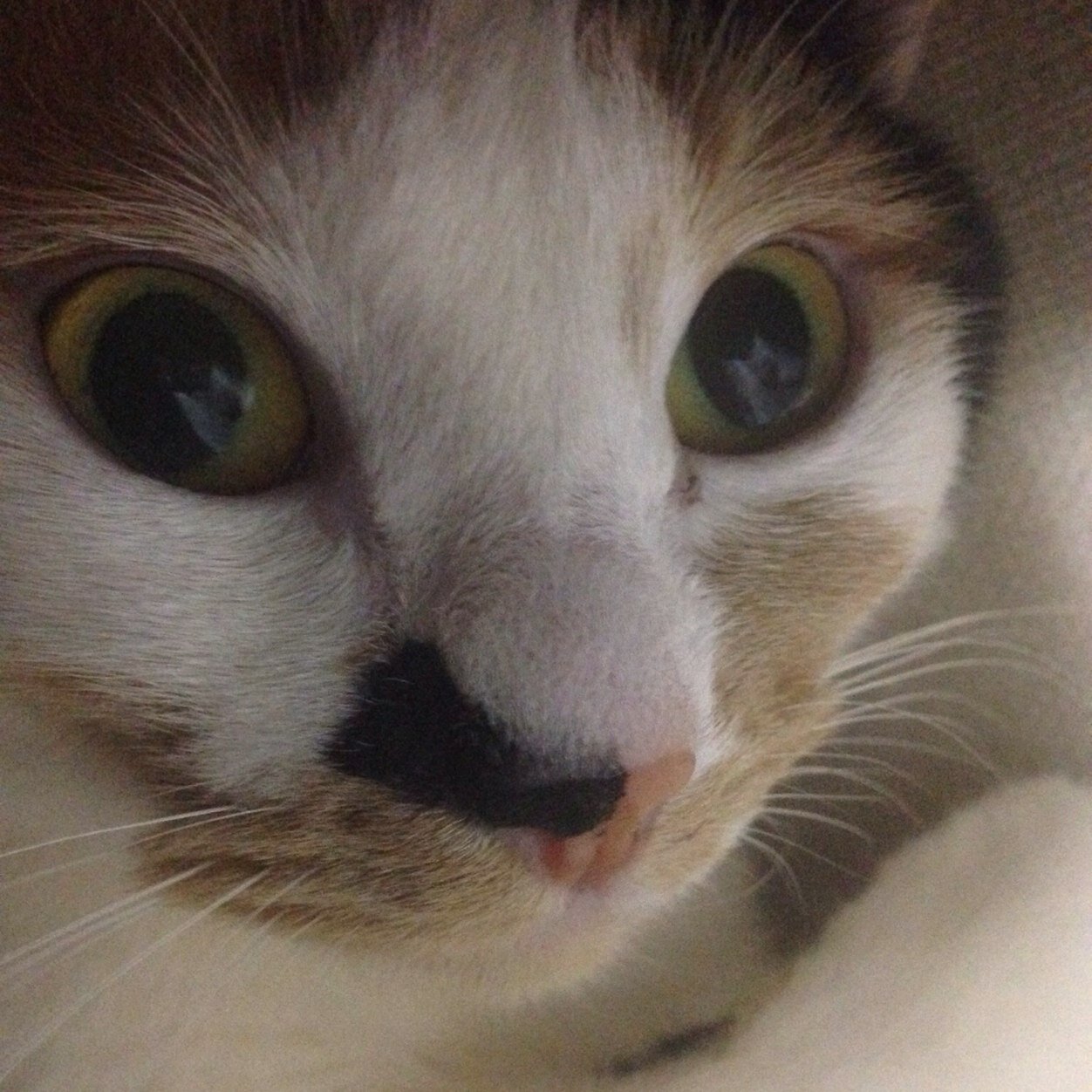 bb0523kk's profile picture. abclistner ←LINEのIDでーすっ(・ω・)ノ はこたん 保育 ２ＡめっちゃめんこいCAS主のりゃん推しーー/// UVER,ABC,Janne,RADめっちゃ好きや(*^_^*)西野カナもすきなのだよ^ ^ 基本誰でもフォロバしますよ(・ω・)ノ2014.05.07〜3ヶ月突破♫