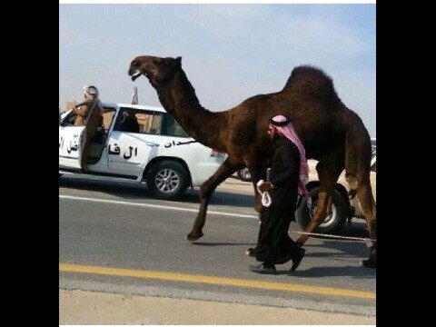 وحيدآن ألفآضل