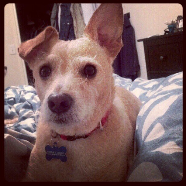 SourcingDog's profile picture. Just a dog that likes snackums, sleeping, and technology. Wish they made a paw friendly keyboard.