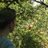 CarpentierIrne's profile image
