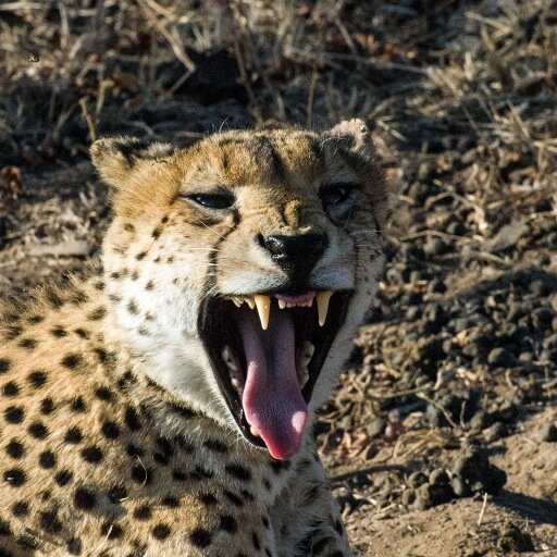 attilioluigi's profile picture. Ingegnere.