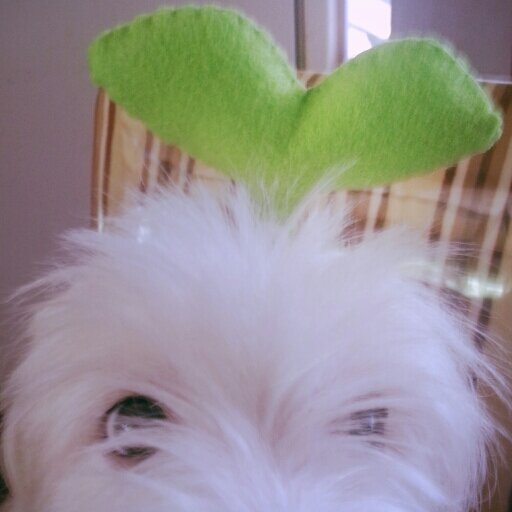 a Taemint