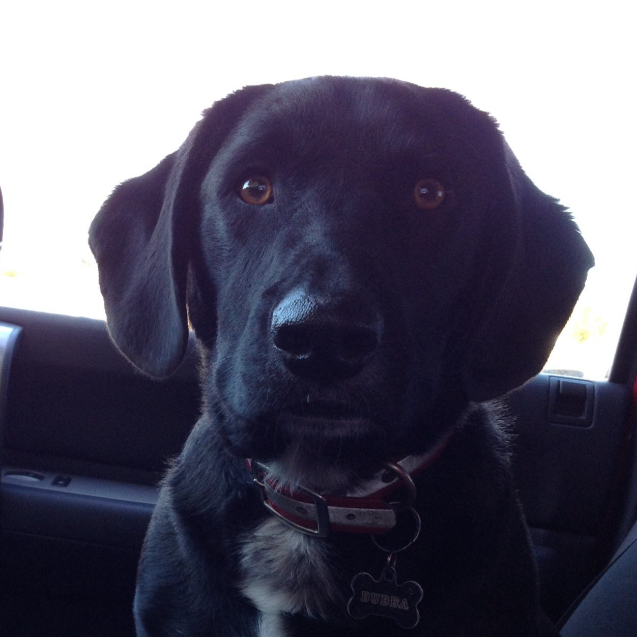 RolfLiveStock's profile picture. I am a lab trapped in a basset hound body. #verticallychallenged