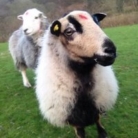 olwen ford (@olwenllan) 's Twitter Profile