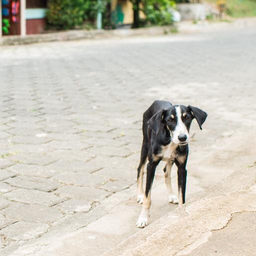 Dedicated to awareness and education about the plight of street animals around the world. Co-founded by @melissapalomo and @mds270.
