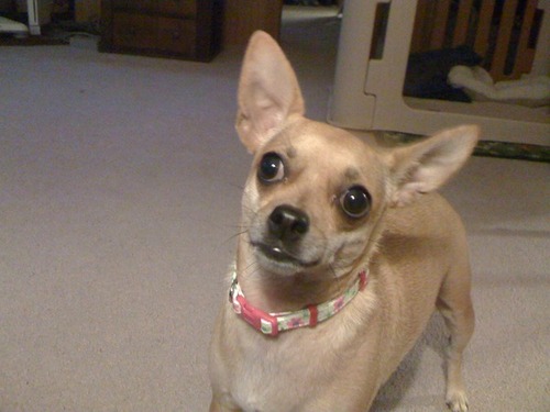 Izzy_Chihuahua's profile picture. I’m 2 yrs old. My birthday is Valentine’s Day. I am sweet most of the time but I do have my moments. I bark at cows. Daddy says I am tuff-stuff. I am CHIHUAHUA!