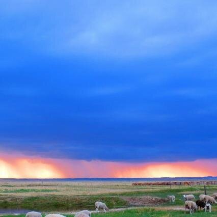 Mixed Grain/Cattle/Sheep/Pigs/Farm/Ranch/Self proclaimed A.I. Fanatic custom A.I.ing since 1990.. Eat Raised locally!!