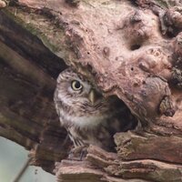 Marco Renes (@marcorenes) 's Twitter Profile