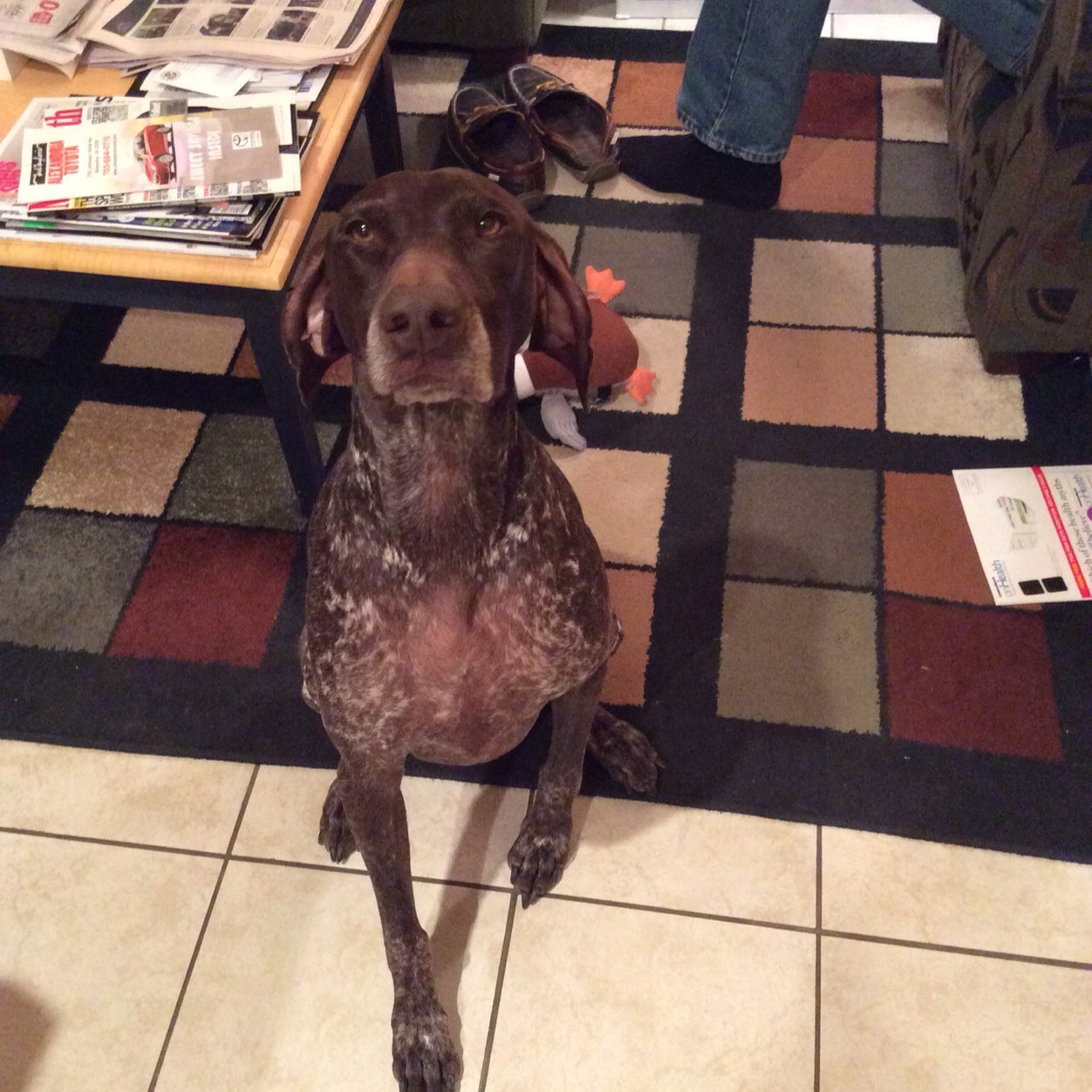 Mom to Kerry #bestdogever Life long #redsox fan Everything rescue dogs and sports