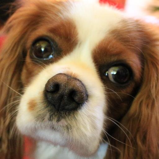 partdogallfox's profile picture. Counting my chickens.