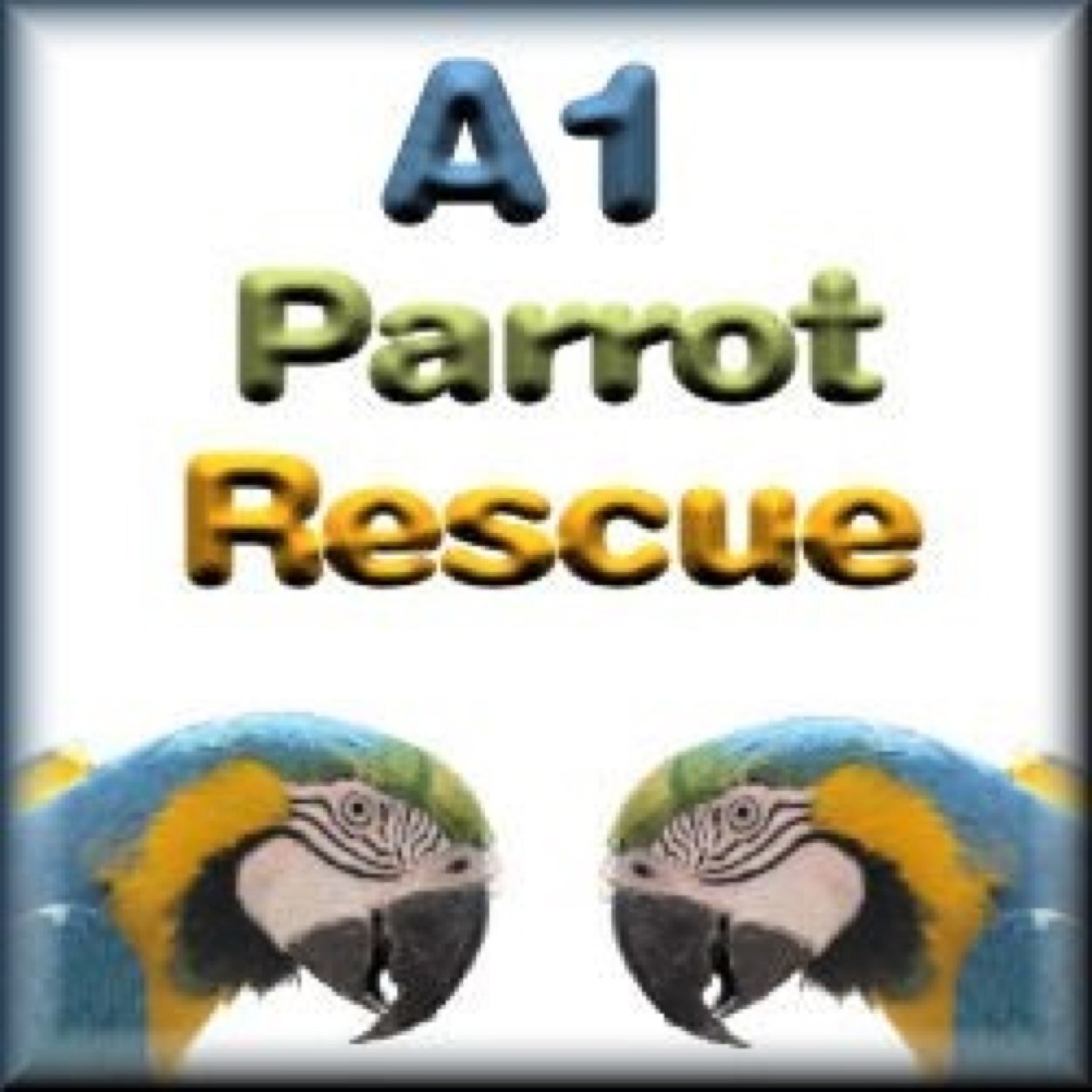 a1parrotrescue's profile picture. A1 Parrot rescue is a uk based parrot rescue helping all birds in need. We rely on donations and our charity number is  1162718