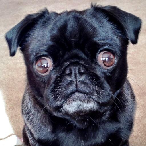 JuniPug's profile picture. 