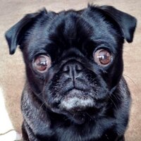 Juni Miller (@junipug) 's Twitter Profile