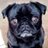 JuniPug's profile image