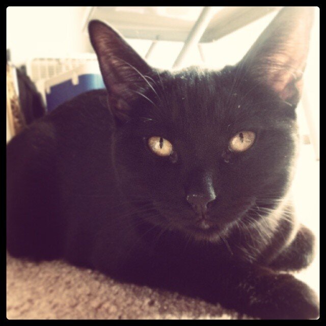 BagofTrixies's profile picture. I'm not saying I'm the Dark Knight, but have you ever seen me and the Dark Knight in a room at the same time?