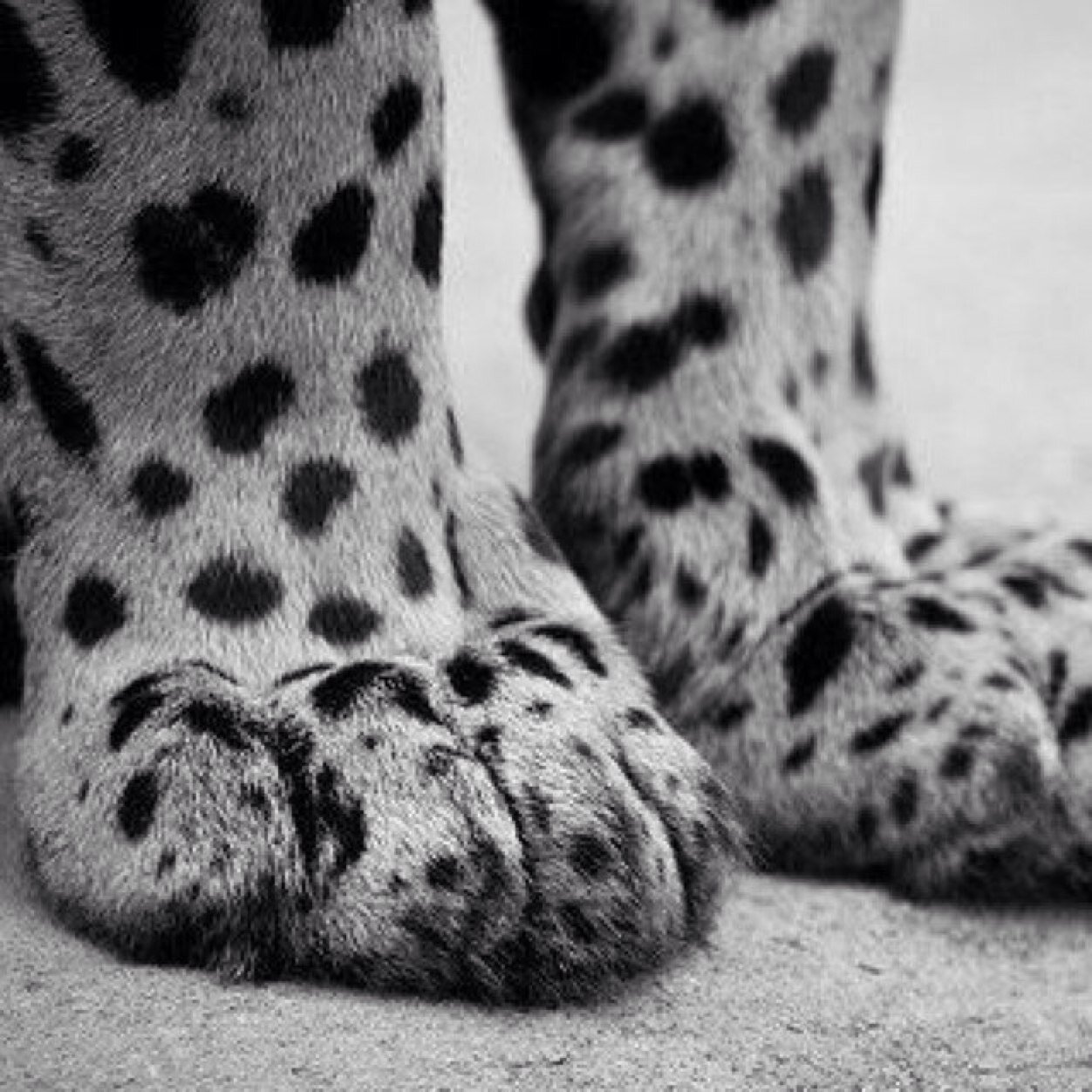 Rhino enthusiast. Introvert. Hate poaching, big cat farming & wildlife trafficking. Kindness matters.