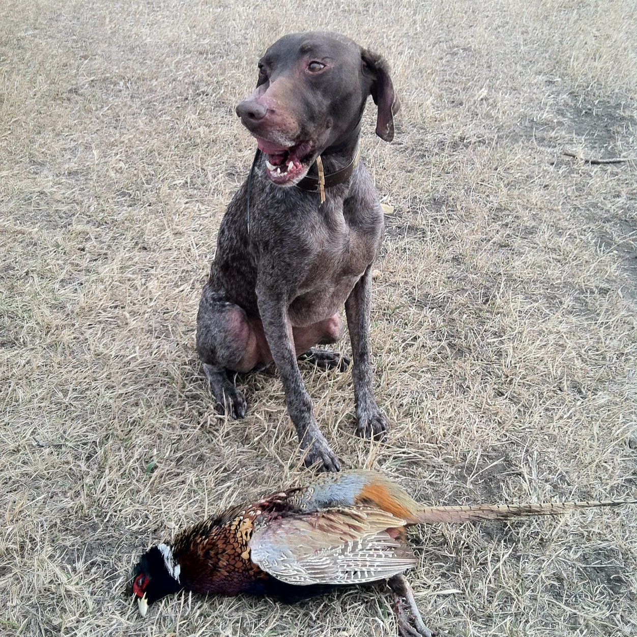 brandt_jeff's profile picture. 