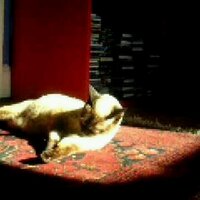 Tom Toomey (@toomeytom) 's Twitter Profile