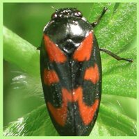 Natuurgroep Lunetten (@lunettennatuur) 's Twitter Profile Photo