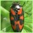 Lunettennatuur's profile image